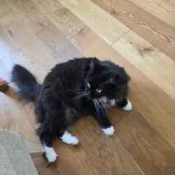 Reunited Female Cat last seen John st & olive st, Seattle, WA 98102