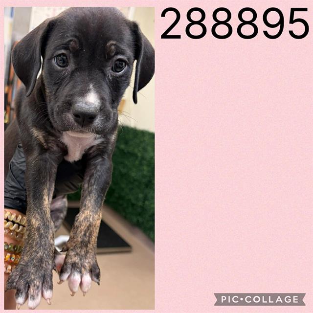 Shelter Stray Female Dog last seen COLONIAL DR, 4214 Fulton Mill Rd, Macon, GA 31216, USA