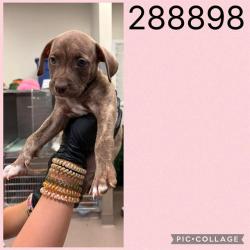 Shelter Stray Female Dog last seen COL,ONIAL DR, 4214 Fulton Mill Rd, Macon, GA 31216, USA