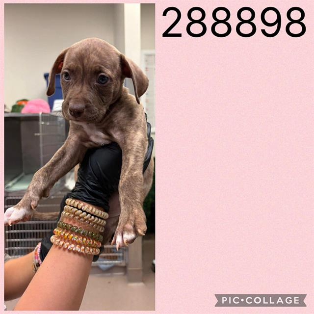 Shelter Stray Female Dog last seen COL,ONIAL DR, 4214 Fulton Mill Rd, Macon, GA 31216, USA