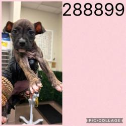 Shelter Stray Female Dog last seen COL,ONIAL DR, 4214 Fulton Mill Rd, Macon, GA 31216, USA