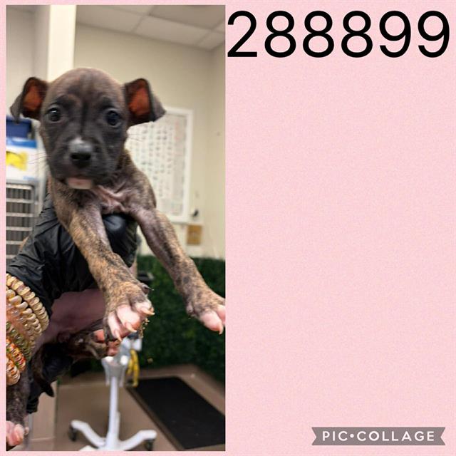 Shelter Stray Female Dog last seen COL,ONIAL DR, 4214 Fulton Mill Rd, Macon, GA 31216, USA
