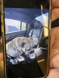 Found/Stray Male Dog last seen Safeway parking lot, Tigard, OR 97224