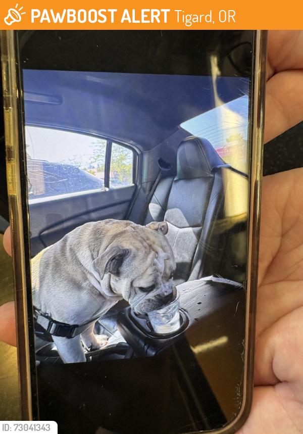 Found/Stray Male Dog last seen Safeway parking lot, Tigard, OR 97224