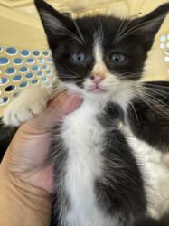 Shelter Stray Male Cat last seen , West Valley Animal Shelter, 20655 Plummer St, Chatsworth, CA 91311, USA