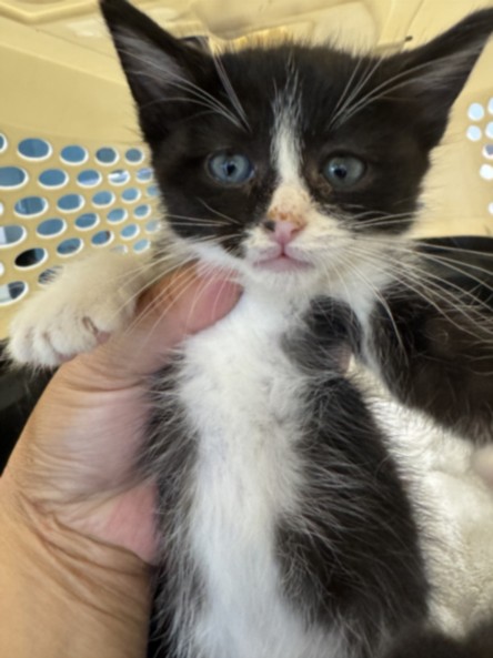 Shelter Stray Male Cat last seen , West Valley Animal Shelter, 20655 Plummer St, Chatsworth, CA 91311, USA