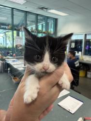 Shelter Stray Female Cat last seen , West Valley Animal Shelter, 20655 Plummer St, Chatsworth, CA 91311, USA