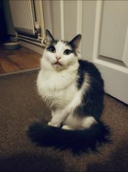 Lost Female Cat last seen Near West Bromwich Road , West Midlands, England 
