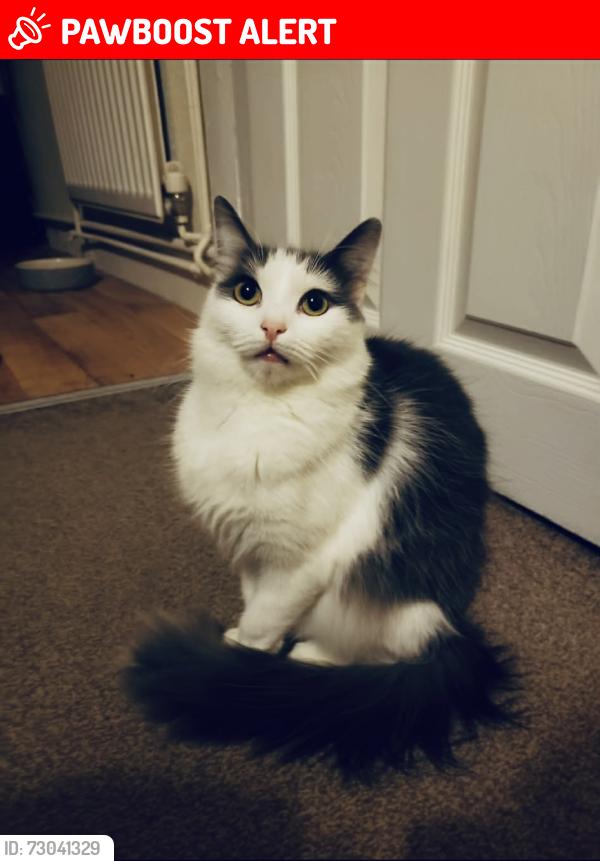 Lost Female Cat last seen Near West Bromwich Road , West Midlands, England 