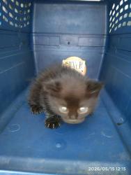 Shelter Stray Female Cat last seen CHARLOTTE, 8315 Byrum Dr, Charlotte, NC 28217, USA