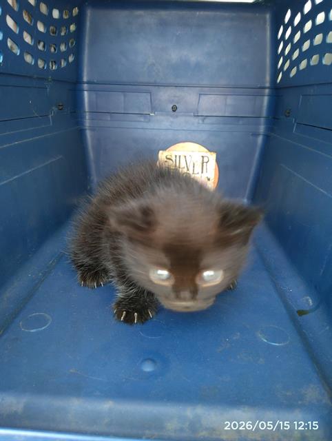 Shelter Stray Female Cat last seen CHARLOTTE, 8315 Byrum Dr, Charlotte, NC 28217, USA