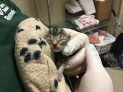 Shelter Stray Female Cat last seen Near BLOCK JACKSON ST, 6851 Van Buren Boulevard, Jurupa Valley, CA 92509, USA
