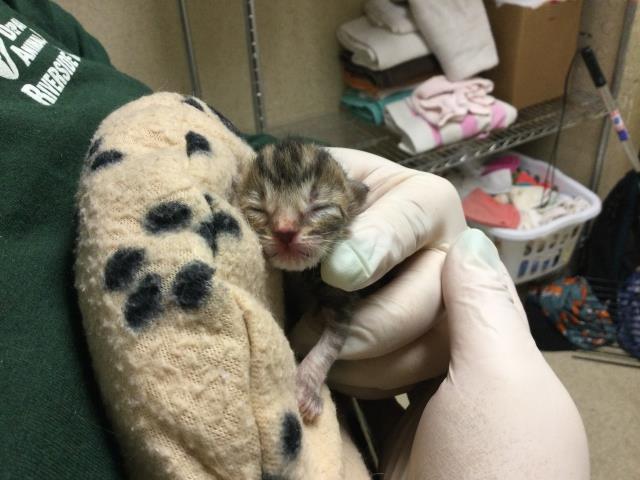 Shelter Stray Female Cat last seen Near BLOCK JACKSON ST, 6851 Van Buren Boulevard, Jurupa Valley, CA 92509, USA