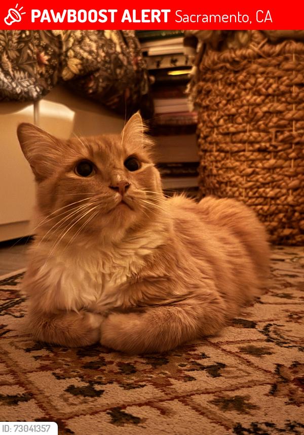 Lost Male Cat last seen Hurley Way and Jonas, Sacramento, CA 95864