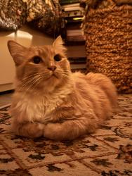 Lost Male Cat last seen Hurley Way and Jonas, Sacramento, CA 95864