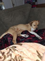 Lost Female Dog last seen Riddle Road Harrisburg Arkansas, Harrisburg, AR 72432