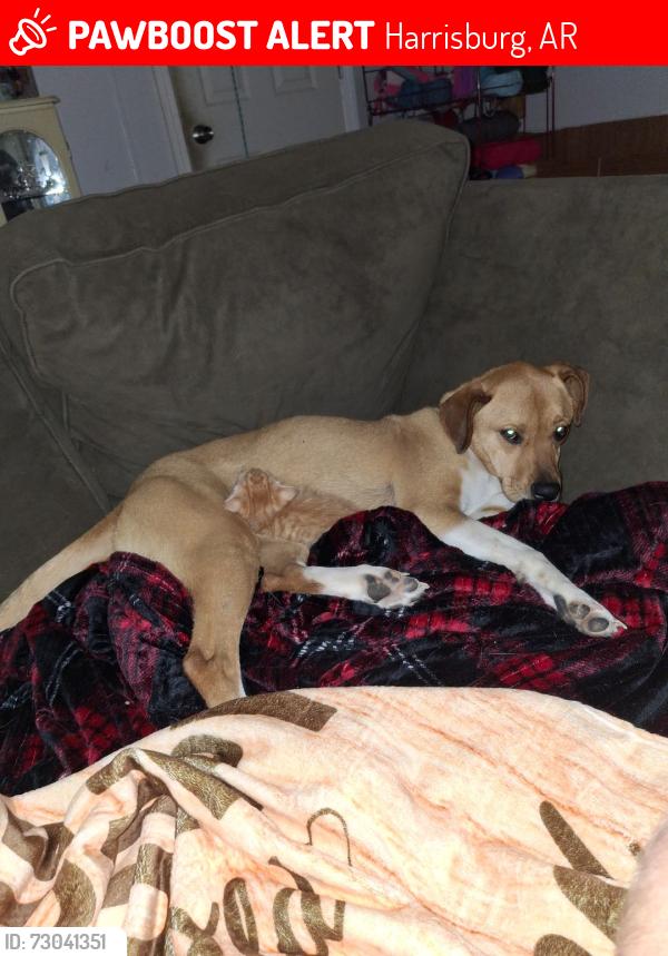 Lost Female Dog last seen Riddle Road Harrisburg Arkansas, Harrisburg, AR 72432