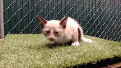 Shelter Stray Male Cat last seen , 11258 Garfield Ave, Downey, CA 90242, USA