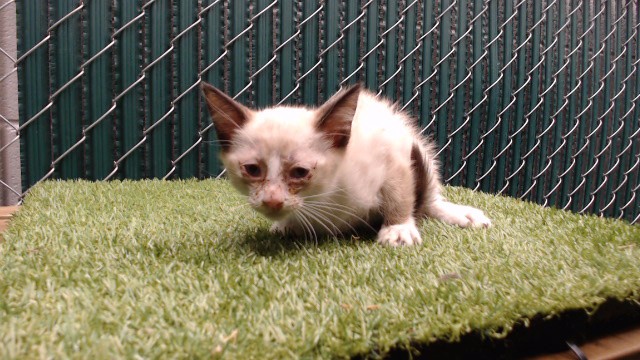 Shelter Stray Male Cat last seen , 11258 Garfield Ave, Downey, CA 90242, USA