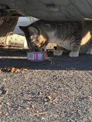 Reunited Male Cat last seen Between Brookfield Ave and Lands End Drive, Stockton, CA 95209