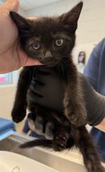 Shelter Stray Male Cat last seen ALAMANCE COUNTY, 221 Stone Quarry Rd, Burlington, NC 27217, USA