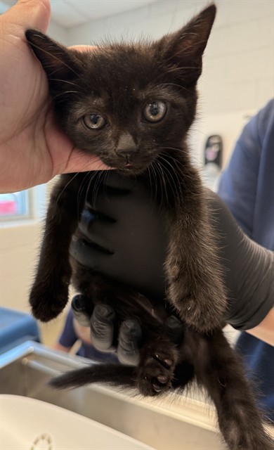 Shelter Stray Male Cat last seen ALAMANCE COUNTY, 221 Stone Quarry Rd, Burlington, NC 27217, USA