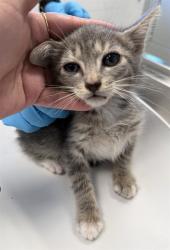 Shelter Stray Male Cat last seen ALAMANCE COUNTY, 221 Stone Quarry Rd, Burlington, NC 27217, USA
