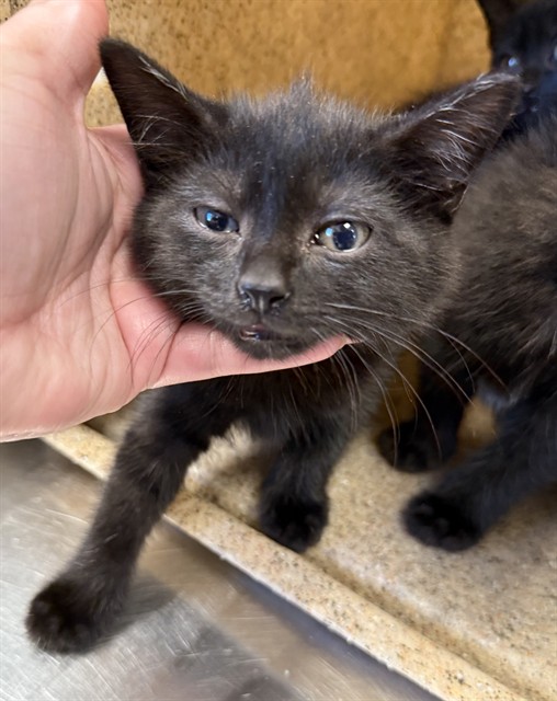 Shelter Stray Male Cat last seen ALAMANCE COUNTY, 221 Stone Quarry Rd, Burlington, NC 27217, USA