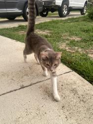 Found/Stray Unknown Cat last seen Robin Avenue, Sebring, FL 33870