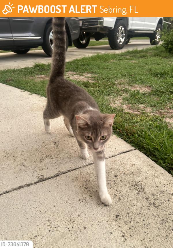 Found/Stray Unknown Cat last seen Robin Avenue, Sebring, FL 33870