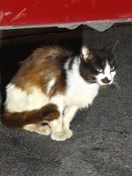 Found/Stray Unknown Cat last seen Sigler park, Westminster, CA 92683