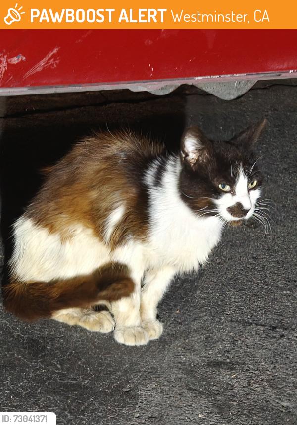 Found/Stray Unknown Cat last seen Sigler park, Westminster, CA 92683