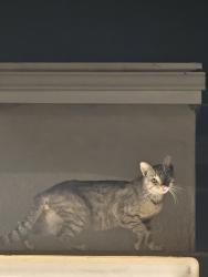 Found/Stray Unknown Cat last seen Sigler park, Westminster, CA 92683