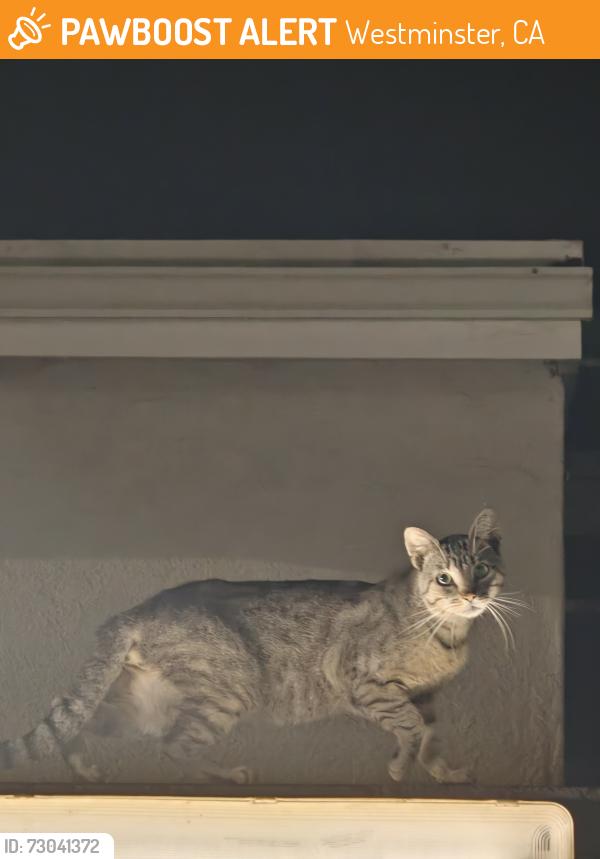 Found/Stray Unknown Cat last seen Sigler park, Westminster, CA 92683
