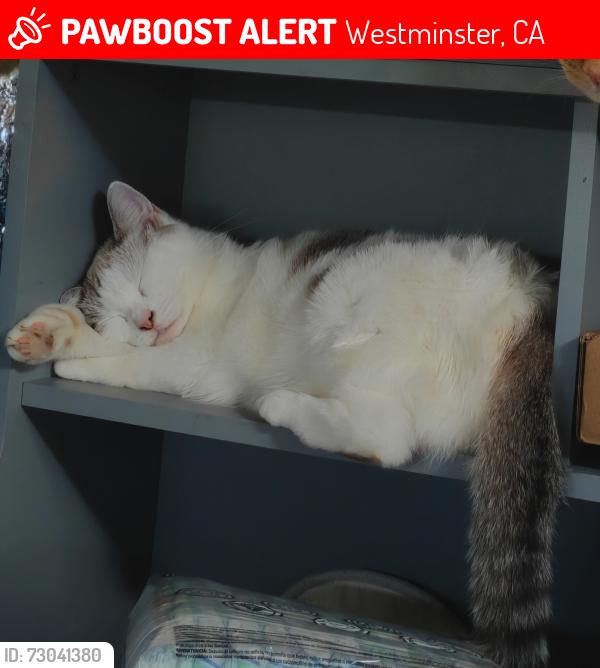 Lost Female Cat last seen Sigler park, Westminster, CA 92683