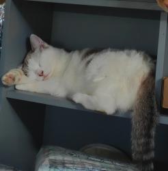 Lost Female Cat last seen Sigler park, Westminster, CA 92683