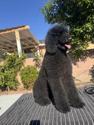 Lost Female Dog last seen Gage and Perry , Bell Gardens, CA 90201
