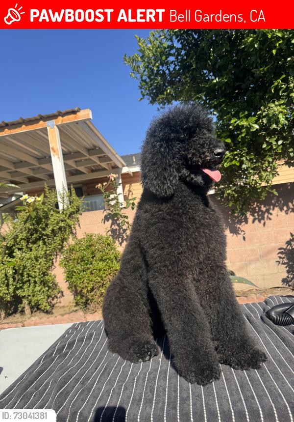Lost Female Dog last seen Gage and Perry , Bell Gardens, CA 90201