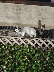 Found/Stray Unknown Cat last seen Sigler park, Westminster, CA 92683