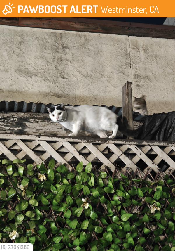 Found/Stray Unknown Cat last seen Sigler park, Westminster, CA 92683