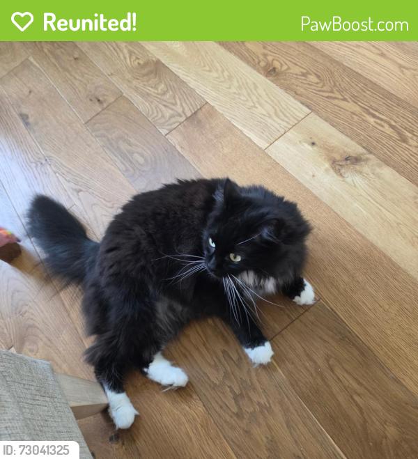 Reunited Female Cat last seen John st & olive st, Seattle, WA 98102