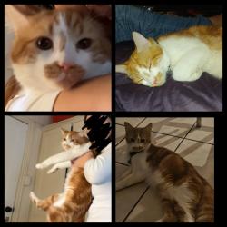 Lost Male Cat last seen Amity street, Maryborough West, QLD 4650