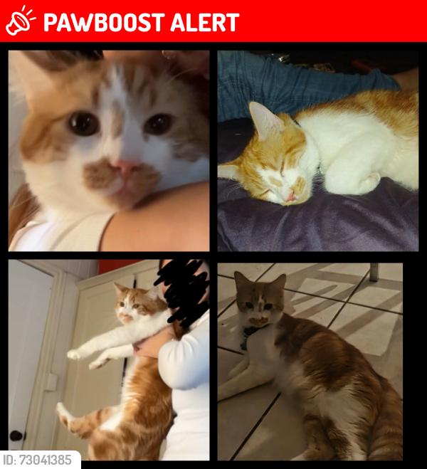Lost Male Cat last seen Amity street, Maryborough West, QLD 4650