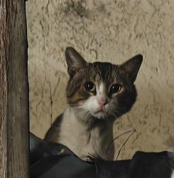 Found/Stray Unknown Cat last seen Sigler park , Westminster, CA 92683