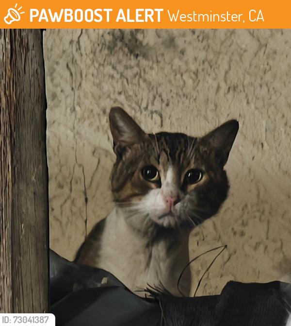 Found/Stray Unknown Cat last seen Sigler park , Westminster, CA 92683
