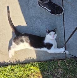 Lost Male Cat last seen Carson Park, Long Beach , Long Beach, CA 90808