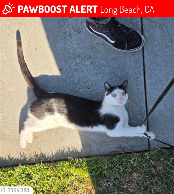 Lost Male Cat last seen Carson Park, Long Beach , Long Beach, CA 90808
