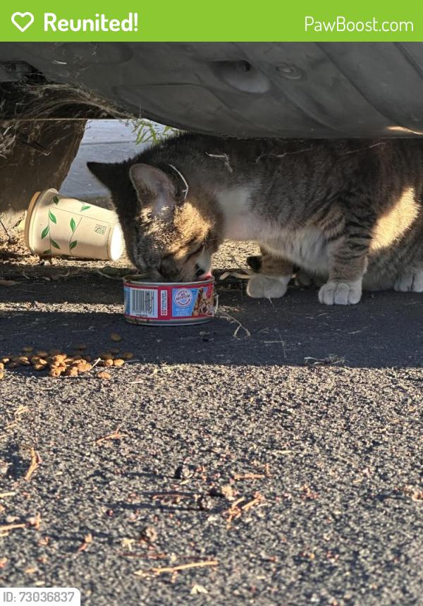 Reunited Male Cat last seen Between Brookfield Ave and Lands End Drive, Stockton, CA 95209