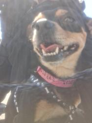 Reunited Male Dog last seen N/A, Inglewood, CA 90305