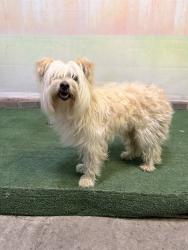 Shelter Stray Male Dog last seen , 4275 Elton St, Baldwin Park, CA 91706, USA